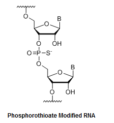 Bio-Synthesis Inc. Oligo Structure